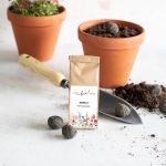 LITTLE BEE FRESH - 6 St. SEEDBALLS – Bienenstaatsbankett