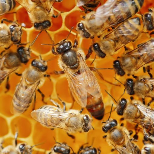 Buckfast Königin 2025 -VSH belegstellenbegattet-